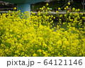 菜の花 春 緑 64121146