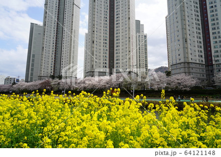 木 桜 花 64121148