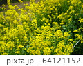 菜の花 春 樹木 64121152