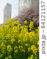 都心 桜 菜の花 64121157