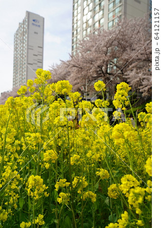 都心 桜 菜の花 64121157