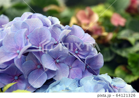 花 フラワー お花 64121326
