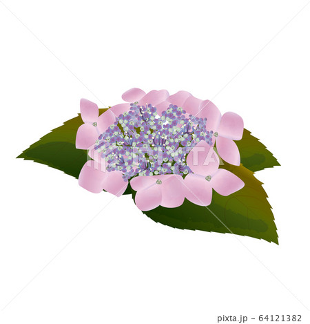 薄紫色の額紫陽花 64121382