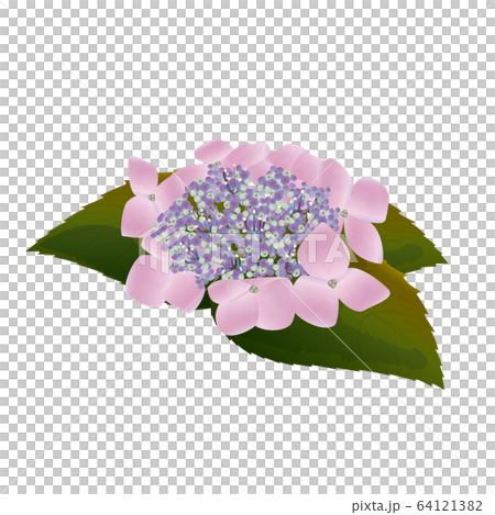 薄紫色の額紫陽花 64121382