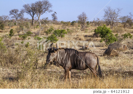 Blue wildebeest in Kruger National park, South 64121912