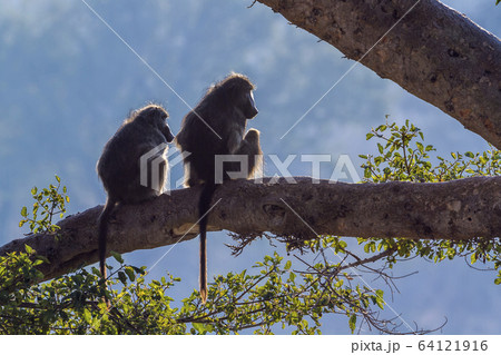 Chacma baboon in Kruger National park, South 64121916