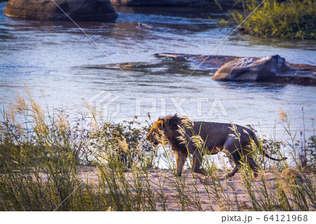 African lion in Kruger National park, South Africa African lion in Kruger National park, South Africa 64121968