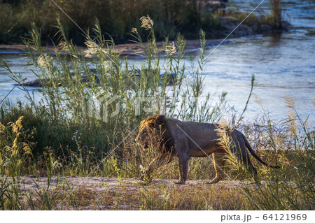 African lion in Kruger National park, South Africa 64121969