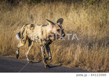 African wild dog in Kruger National park, South 64122000