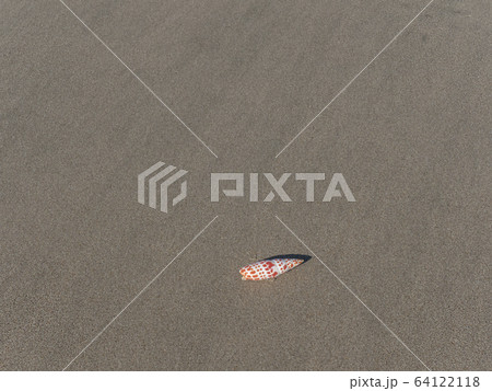 砂浜の貝殻 砂浜の貝殻 64122118