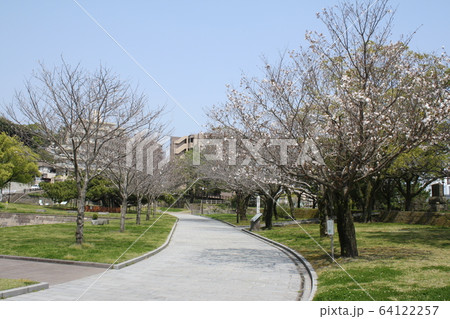遊歩道と山桜 遊歩道と山桜 64122257
