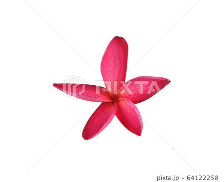 Tropical flowers frangipani (plumeria) isolated on Tropical flowers frangipani (plumeria) isolated on 64122258