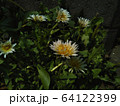 シロバナタンポポ 64122399