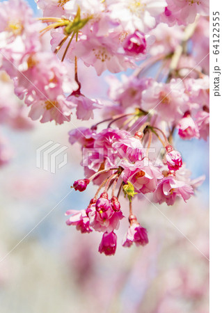 桜 ソメイヨシノ 八重桜、 桜 ソメイヨシノ 八重桜、 64122555
