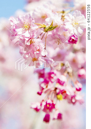 桜 ソメイヨシノ 八重桜、 桜 ソメイヨシノ 八重桜、 64122556