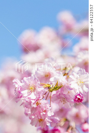 桜 ソメイヨシノ 八重桜、 桜 ソメイヨシノ 八重桜、 64122557