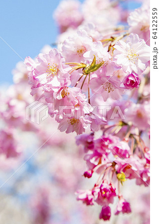 桜　ソメイヨシノ　八重桜、 64122559