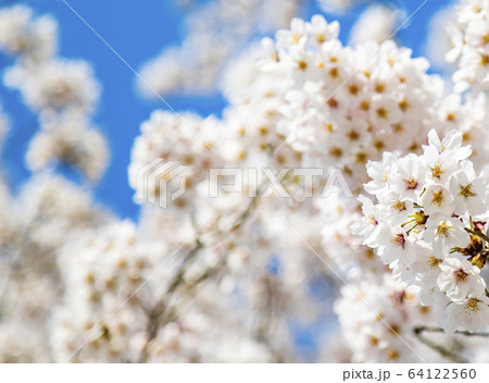 桜　ソメイヨシノ　八重桜、 64122560