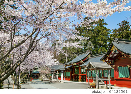 塩竈神社　さくら　桜 64122561