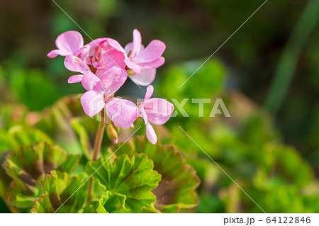 ゼラニウムに似たピンクの花 ゼラニウムに似たピンクの花 64122846
