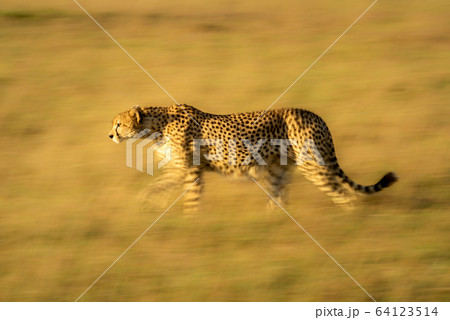 Slow pan of cheetah walking across grassland Slow pan of cheetah walking across grassland 64123514