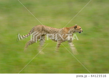 Slow pan of cheetah on grassy plain 64123516