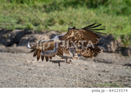 Ruppell griffon vulture stretches claws to land 64123574
