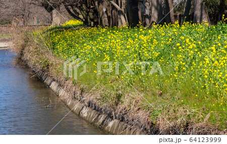 用水の菜の花 用水の菜の花 64123999