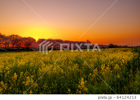 夕陽に照らされる幸手権現堂桜堤 夕陽に照らされる幸手権現堂桜堤 64124213