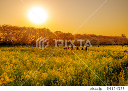 夕陽に照らされる幸手権現堂桜堤 夕陽に照らされる幸手権現堂桜堤 64124323
