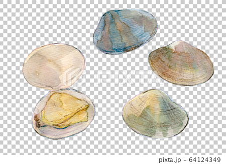 水彩イラスト 魚介 貝 海鮮 あさりのイラスト素材