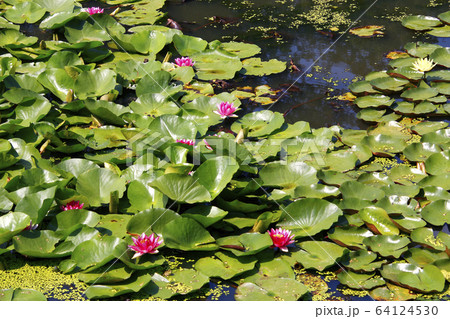 睡蓮の花　スイレン　睡蓮　睡蓮花　スイレンの花　スイレン花 64124530