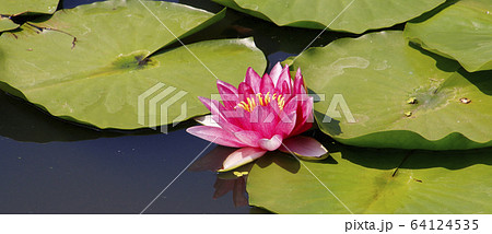 睡蓮の花 スイレン 睡蓮 睡蓮花 スイレンの花 スイレン花の写真素材