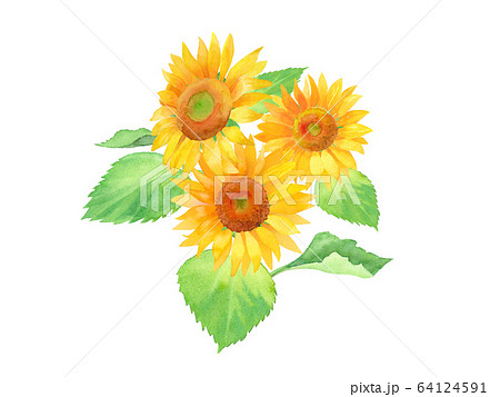 夏の花 ひまわりの水彩イラストのトレースベクターのイラスト素材