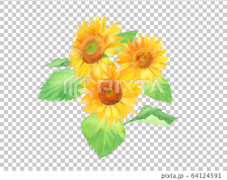 夏季花卉:向日葵水彩插圖跟踪矢量 夏季花卉:向日葵水彩插圖跟踪矢量 64124591