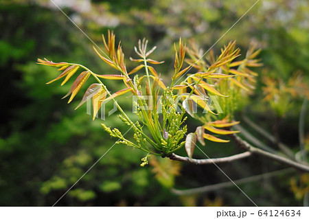 ハゼノキの新芽の写真素材