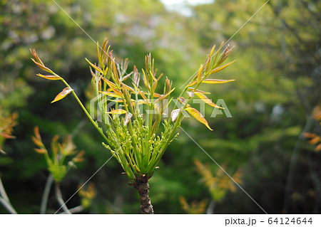 ハゼノキの新芽 ハゼノキの新芽 64124644