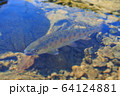 山女魚　ヤマメ　渓流魚 64124881