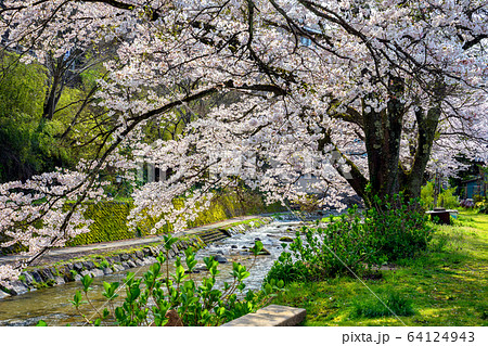桜が満開の湯村温泉 桜が満開の湯村温泉 64124943