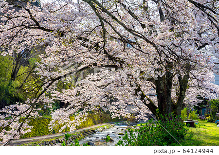 桜が満開の湯村温泉 桜が満開の湯村温泉 64124944