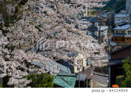 桜が満開の湯村温泉　正福寺からの景色 64124950