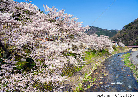 桜が満開の湯村温泉 桜が満開の湯村温泉 64124957
