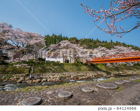 桜が満開の湯村温泉 64124966