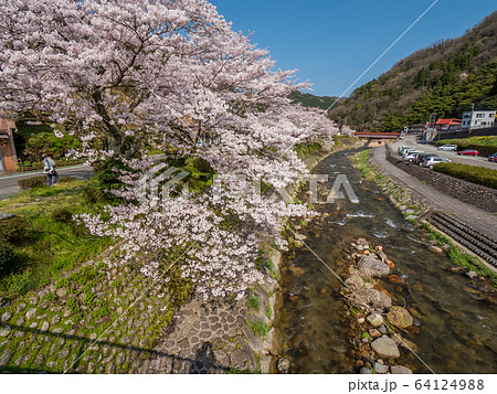 桜が満開の湯村温泉 桜が満開の湯村温泉 64124988