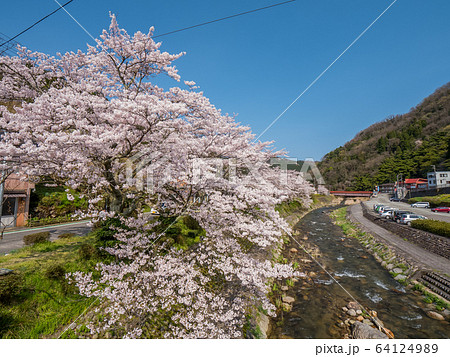 桜が満開の湯村温泉 64124989
