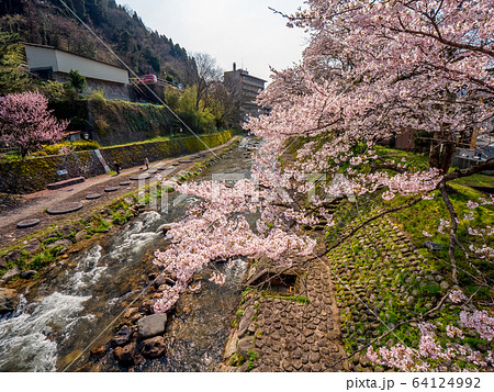 桜が満開の湯村温泉 桜が満開の湯村温泉 64124992