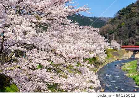 桜が満開の湯村温泉 桜が満開の湯村温泉 64125012