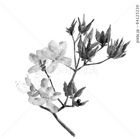 水彩 ツツジ 花 枝 水墨画風 モノトーンのイラスト素材 [64125230] - PIXTA