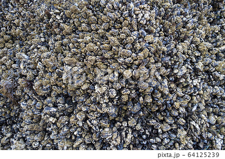 亀裂 表 柄 64125239