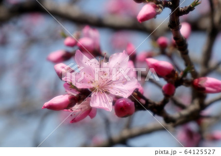 春の木の花：モモの花：山田池公園：花木園 64125527